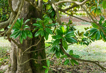 Luxurious Magnolia Grandiflora with shiny evergreen leaves in Arboretum Park Southern Cultures in Sirius (Adler). Close-up of green leaves in sunny spring day
