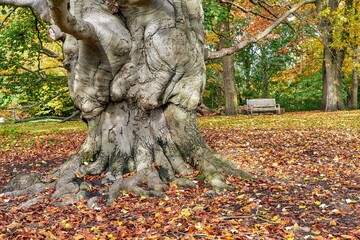 Majestic Beech Trunk with Autumn Carpet