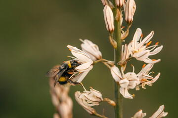 bee on a flower