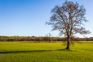 Obraz premium A lone leafless tree in an empty green field on a sunny winters day, Scotland