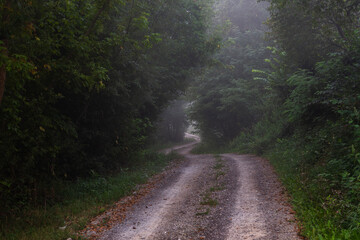 morning in the forest