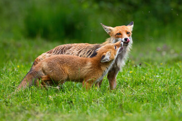 Two red fox touching with nose on meadow in summer