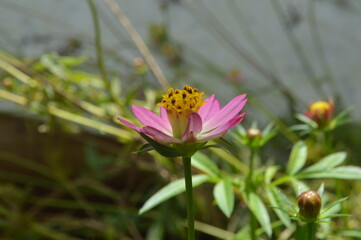 Fototapeta premium cosmos flower