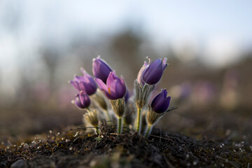 Pasque Flowers in the Springtime