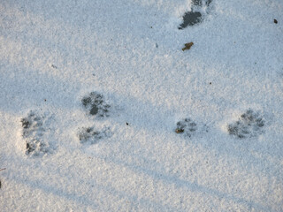 footprints of cats on a flat snow field