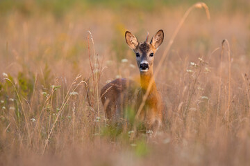Naklejka na ściany i meble Young roe deer buck looking to the camera on dry field in summer