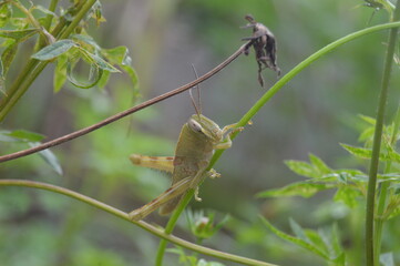 green grasshoper