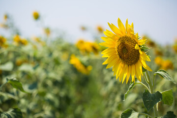 Sunflower field on a very sunny day 