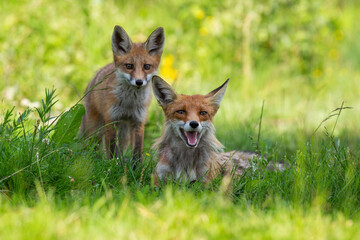 Two red foxes resting on green meadow in summertime nature