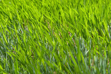 草野茂った風景