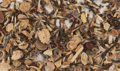 Macro background of various flowers seeds.  Texture of dry flowers seeds, top view.