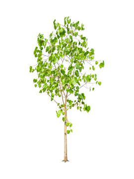 Isolated young bodhi tree with clipping path on white background a buddhism symbol of asian green leaf plant on sprimg season plant in public park
