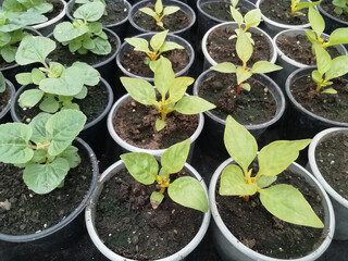 
Growing seedlings in a greenhouse