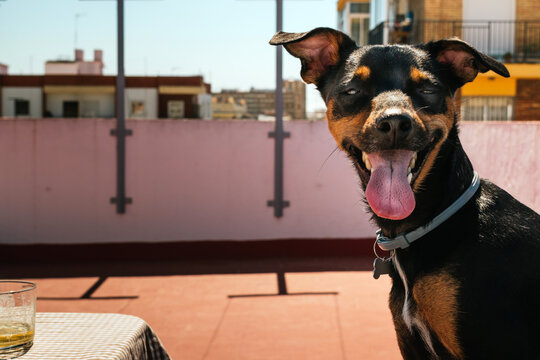 Still life dog looking at camera with tongue out on a terrace