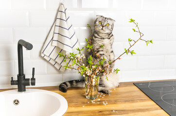Curious cat interested in a flower branch. Gray striped pet stands on his hind legs and watches blooming greenery in a kitchen