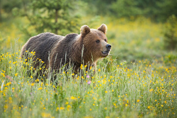 Brown bear standing on blooming meadow in summer nature