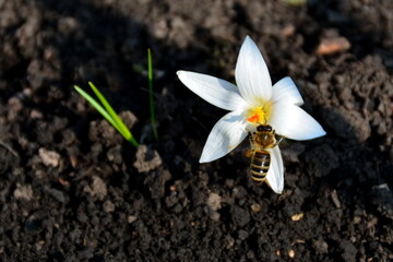 A bee collects pollen from a crocus variegatus.