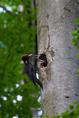 Black woodpecker mother feeding chicks in a cavity of beech tree in summer