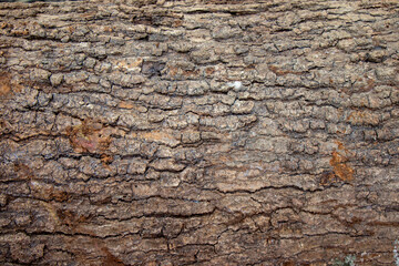 wood trunks texture background for carving