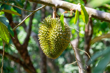 Fresh durian from the tree in the garden
