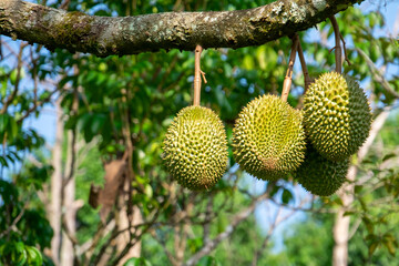 Fresh durian from the tree in the garden