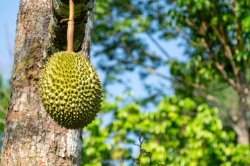 Fresh durian from the tree in the garden