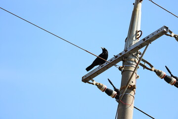 冬の晴れた日に電柱に止まるカラス