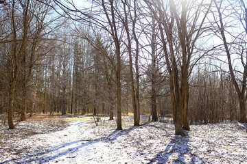 abstract seasonal landscape early spring in forest, sun rays and glare nature view