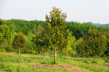 Fresh durian from the tree in the garden
