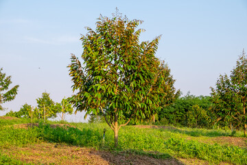 Fresh durian from the tree in the garden