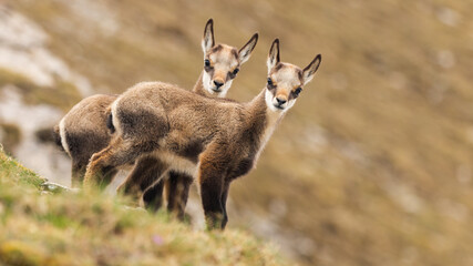 Two young tatra chamois kids looking to the camera on a meadow in spring - obrazy, fototapety, plakaty