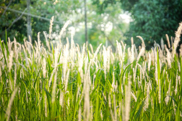 Fresh durian from the tree in the garden