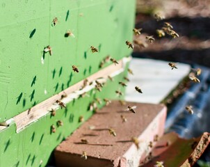 bees in the hive