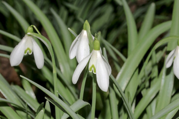 Fototapeta premium Wildwachsende Schneeglöckchen, Galanthus nivalis