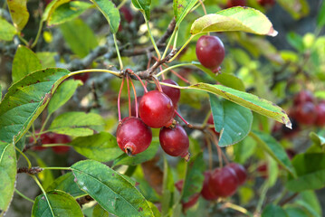 꽃 사과 과일은 붉다