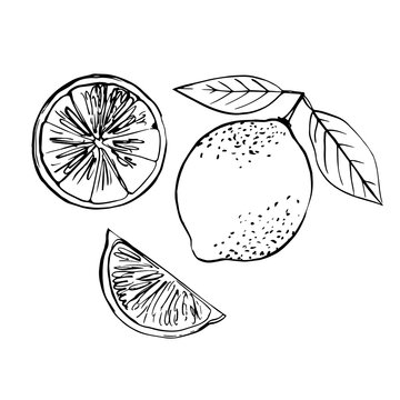 Citrus. Black line drawn on a white background. Color vector drawing of fruits. Kaffir lime, pomelo, grapefruit, orange, mandarin