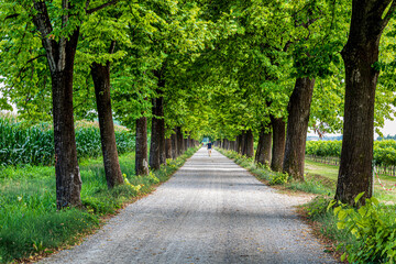 La strada sotto gli alberi