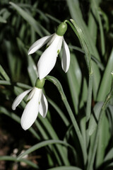 Wildwachsende Schneeglöckchen, Galanthus nivalis