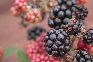 natural black boysenberry fruit photo