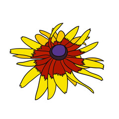 Fudbeckia flower illustration isolated.