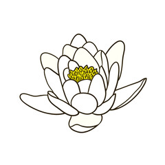 Fototapeta premium white lotus flower