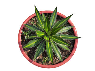 Agave univittata The stem is a loosening shrub, rose-shaped. The leaves are dark green. The edges...