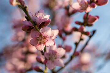 Blüten des Weinbergspfirsisch