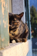 gatto nascosto sulla finestra al sole
