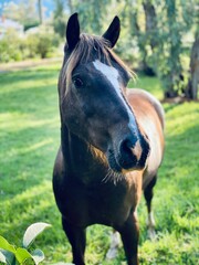 head of a horse