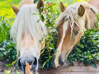 horse and foal