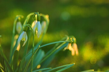 wiosenne przebiśniegi na tle bokeh
