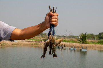 The shrimp on the hand, the back is where the shrimp are.