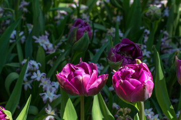 Two beautiful purple tulips in the sunlight in spring. Field with different flowers, including two purple tulips
