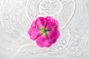 Flowers and petals of a beautiful pink rose with water drops on a white background. Creative waves and splashes and floral pattern.